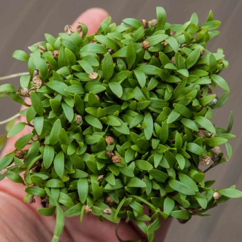 Cilantro-microgreens-Organic-leaves