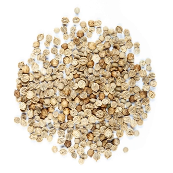 Organic-cilantro-seeds