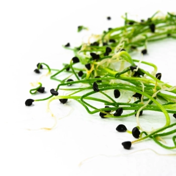 garlic-microgreens-shoots.jpg