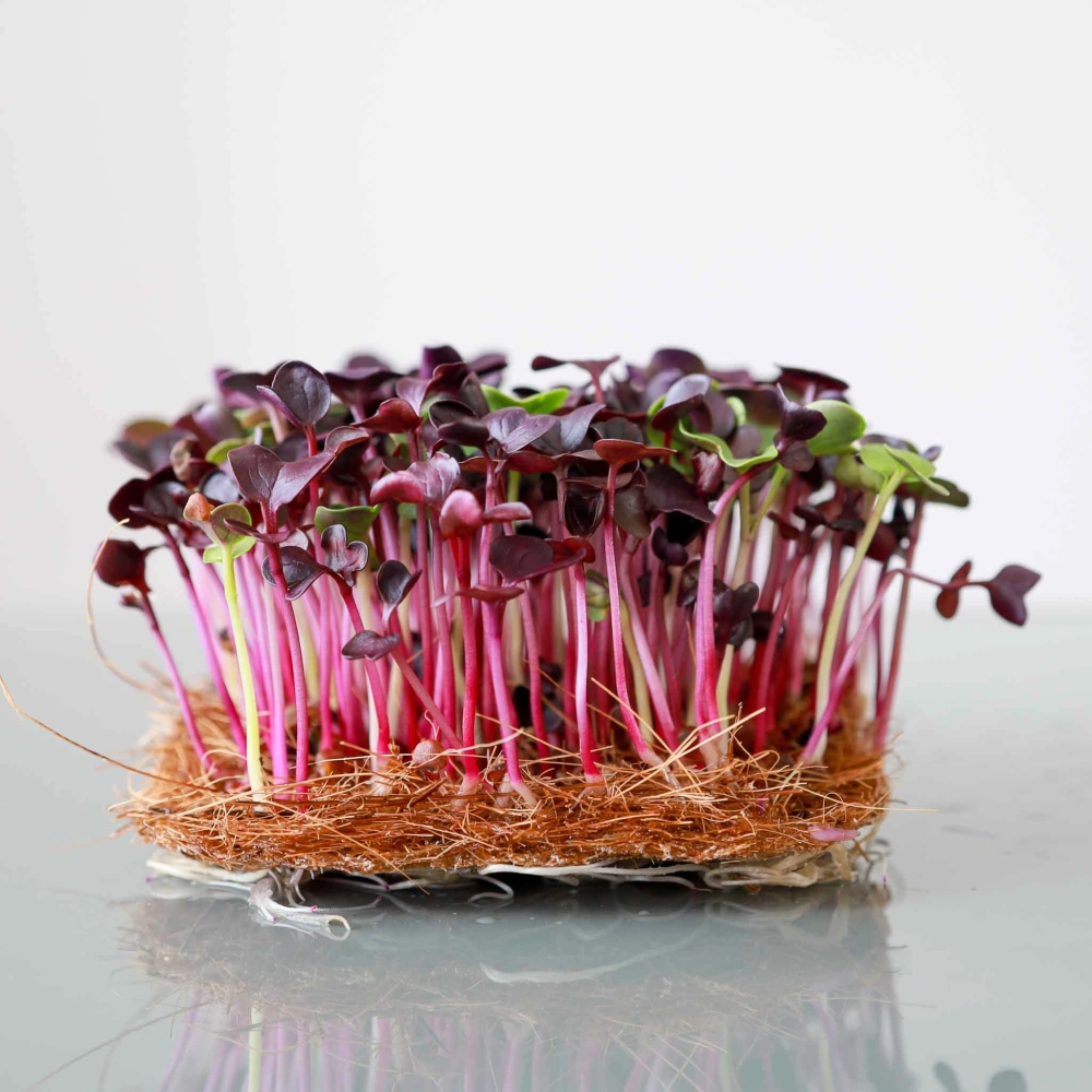 Organic Red Radish Microgreens 0545.jpg