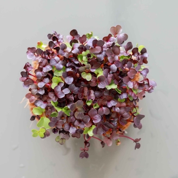 Microgreens Organic Red Radish 0569.jpg