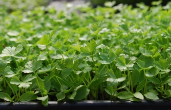 Parsley microgreens