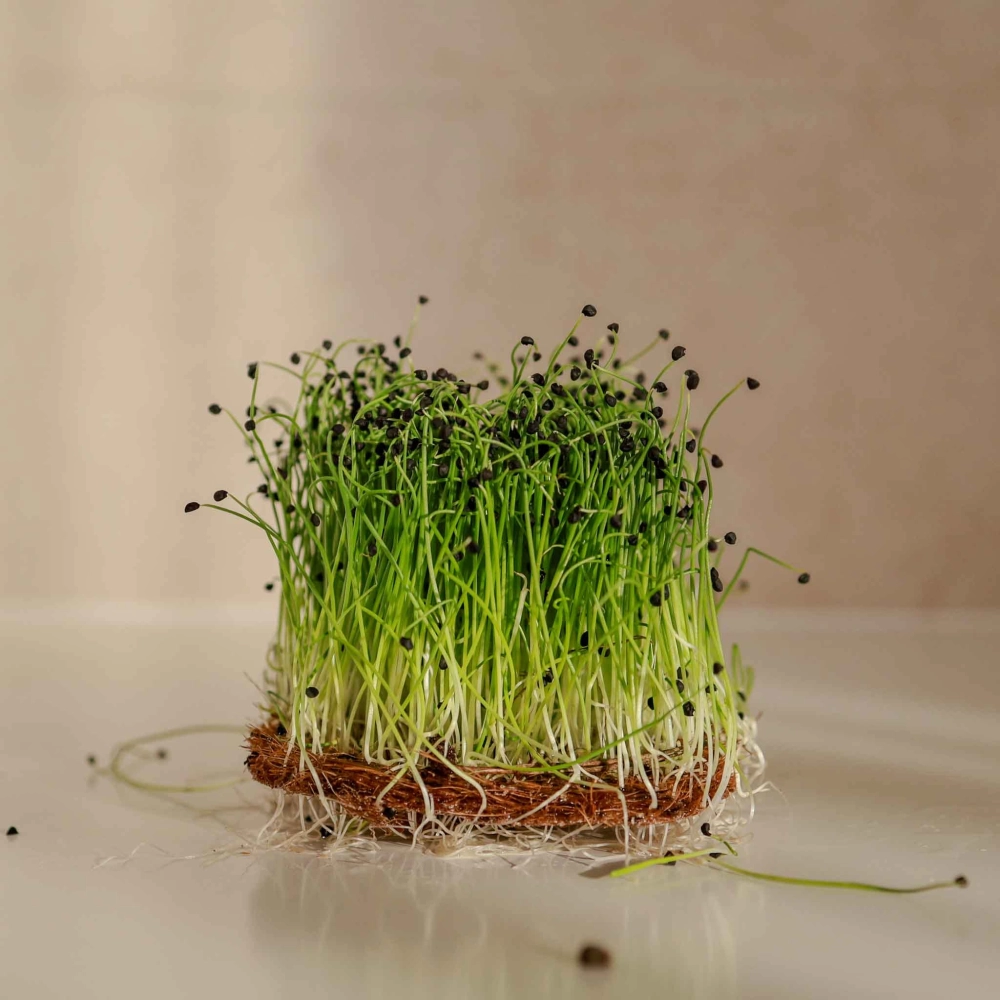 Onion Microgreens 0747.jpg