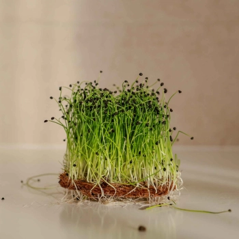 Onion Microgreens 0747.jpg