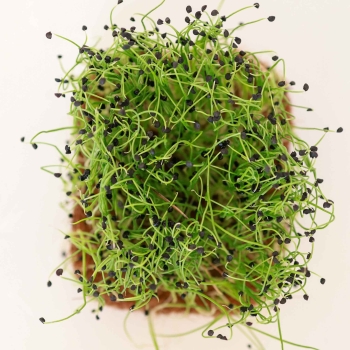 Onion Microgreens Seeds 0646.jpg
