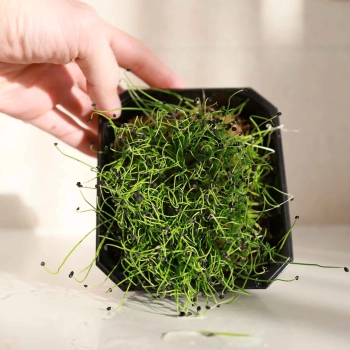 Onion Shoots Microgreens.jpg