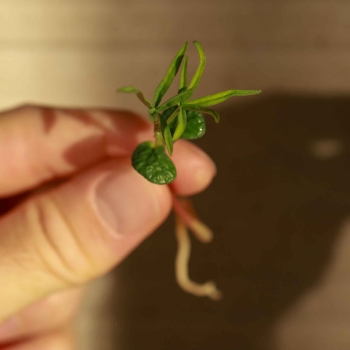 Red Lupine Microgreens seeds 0672.jpg