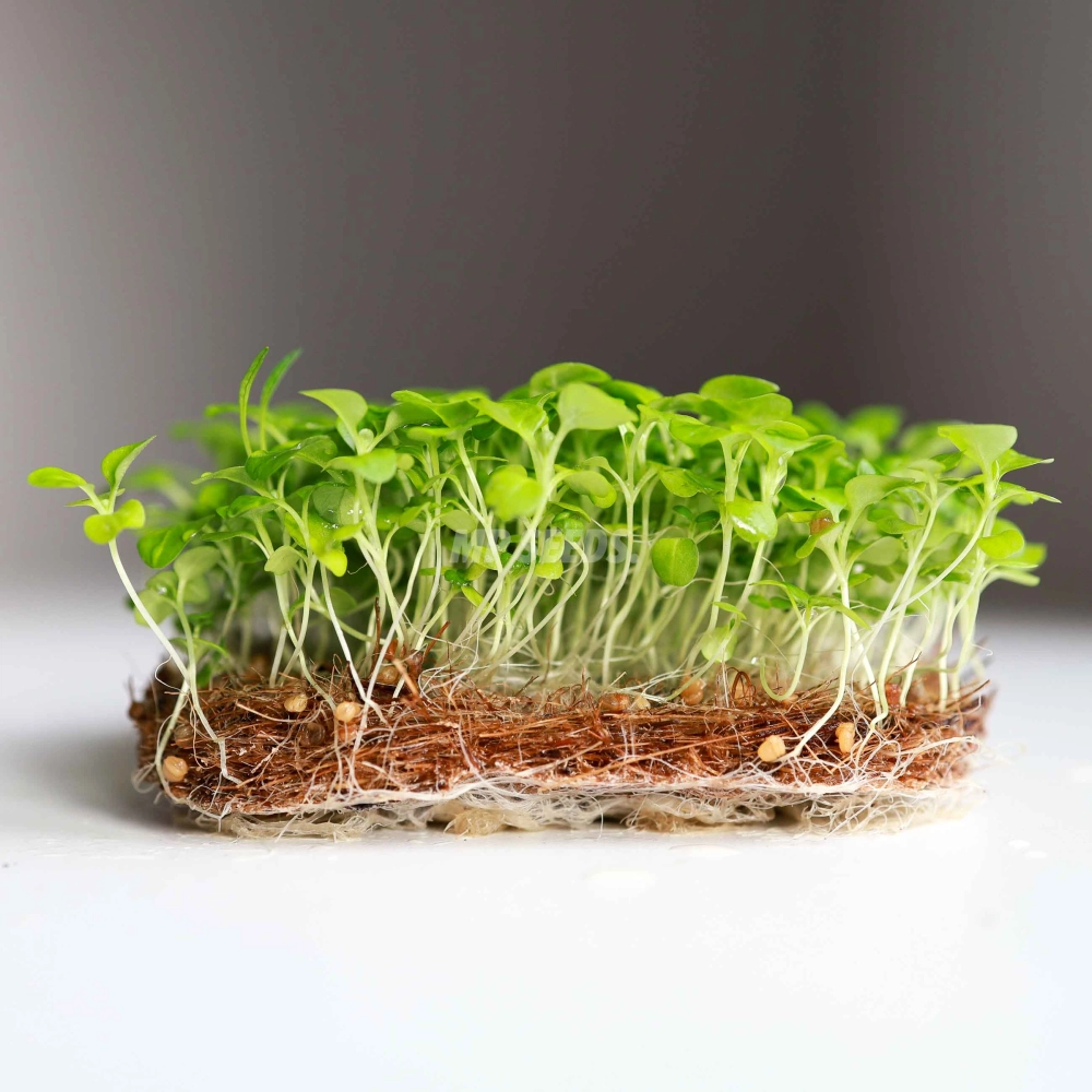 Microgreens Corn Salad Mache Valerianella Seeds.jpg