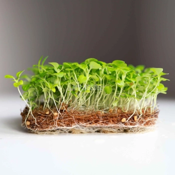 Microgreens Corn Salad Mache Valerianella Seeds.jpg