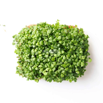 Basil Cinnmon Micro Leaves Seeds.jpg
