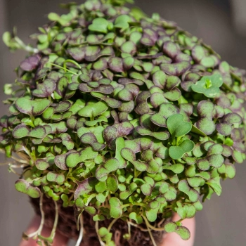 mustard red giant microgreens in hand