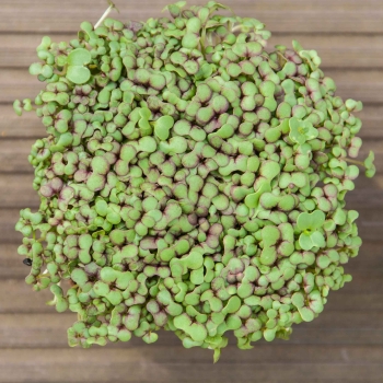 mustard red giant microgreens leaves