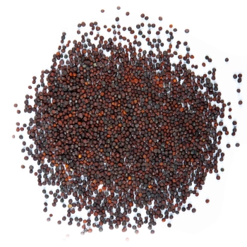 mustard red giant microgreens seeds