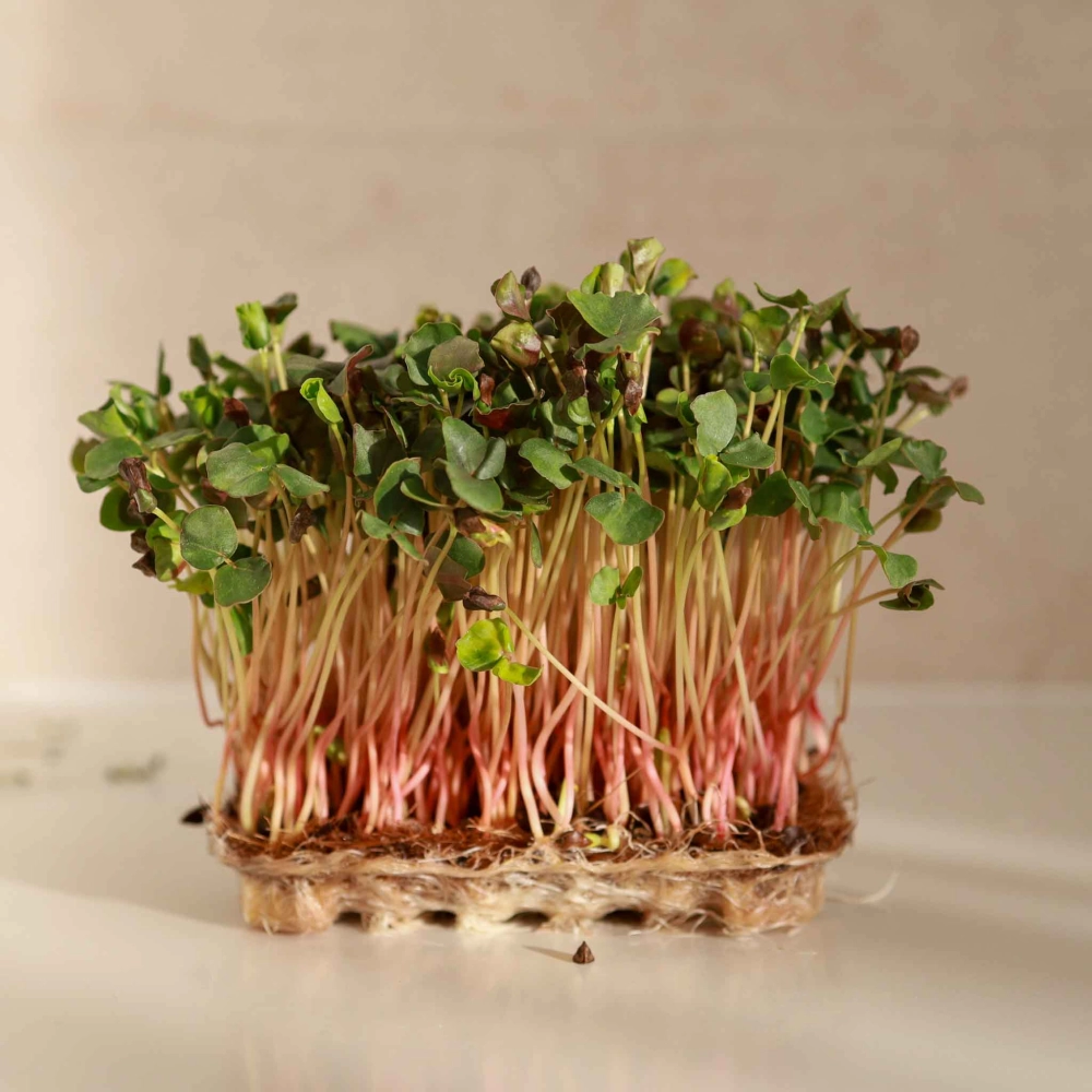Buckwheat microgreens 0725.jpg