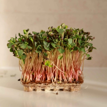 Buckwheat microgreens 0725.jpg
