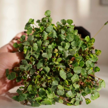micro buckwheat greens 0789.jpg