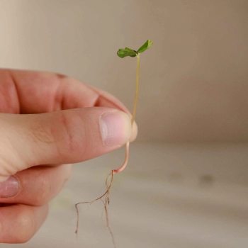 buckwheat shoot microgreens seeds 0740.jpg