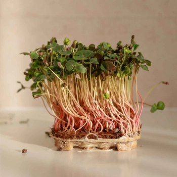 fully grown buckwheat microgreens.jpg