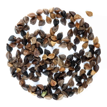 buckwheat seeds for microgreens