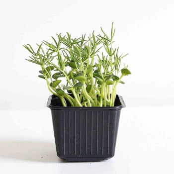 Lupine Microgreens-5579.jpg