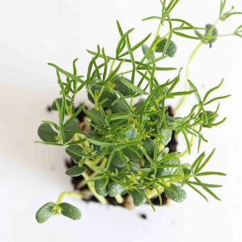 Lupine Microgreens-5691.jpg