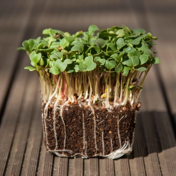 radish daikon microgreens