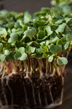radish daikon microgreens leaves