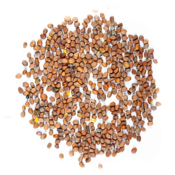radish daikon microgreens seeds
