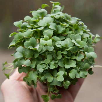 radish daikon microgreens in hand