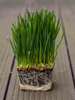 Wheatgrass-microgreens
