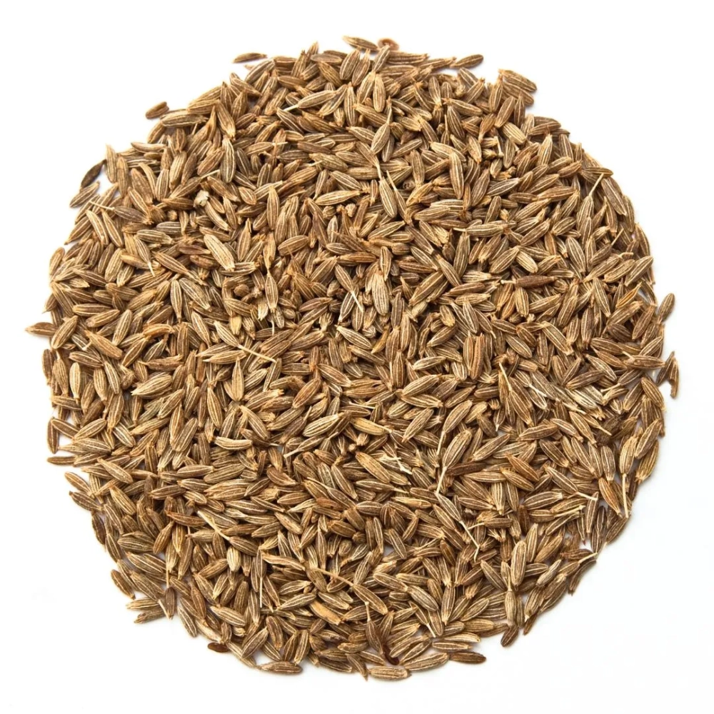 caraway microgreens seeds