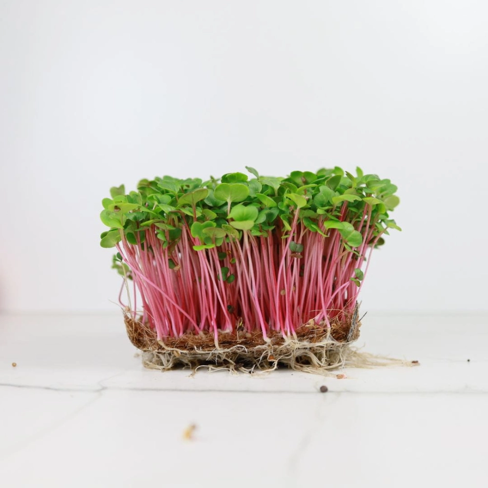Radish-Rose-Karuzela.jpg
