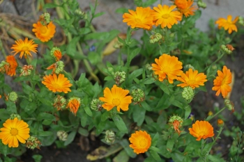 Calendula-officinalis Marigold edible flowers