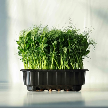 Pea Afylla Foxy Organic Microgreens.webp