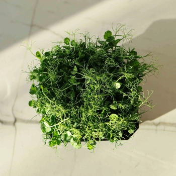 Pea Foxy Affyla Microgreens Organic top.webp