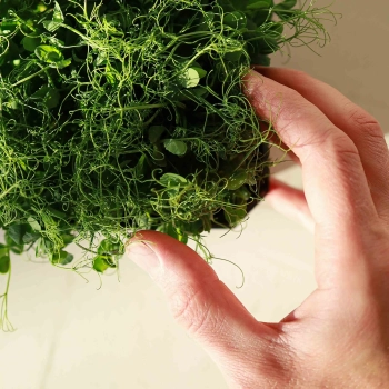 Pea Affyla Microgreen.webp