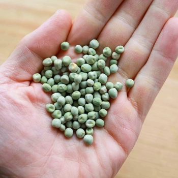 Microgreens Seeds Pea Foxy Afilla.webp