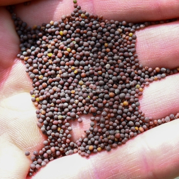 mustard-wasabi-microgreens-seeds.JPG