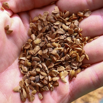 Chinese-mahogany-microgreens-seeds.JPG