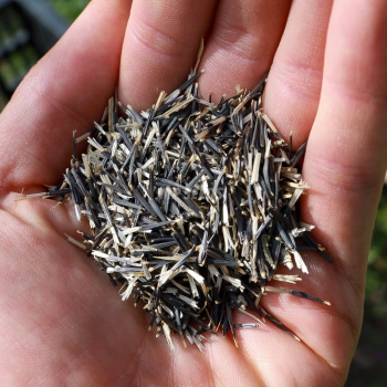 tagette-mexican-marigold-microgreens-seeds.JPG