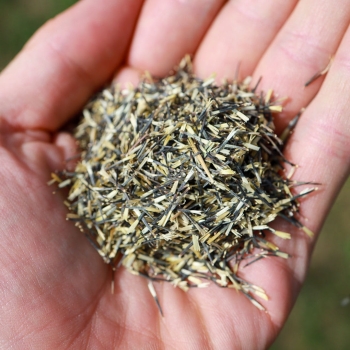 tagette-citron-microgreens-seeds.JPG