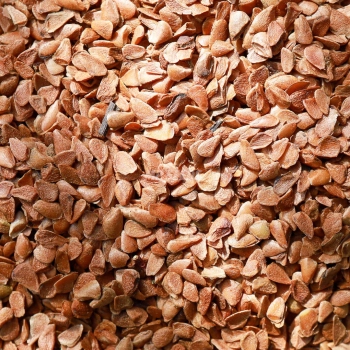 chinese-mahogany-microgreens-seeds .JPG