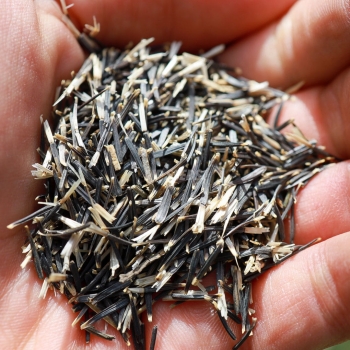 mexican-microgreens-seeds.JPG