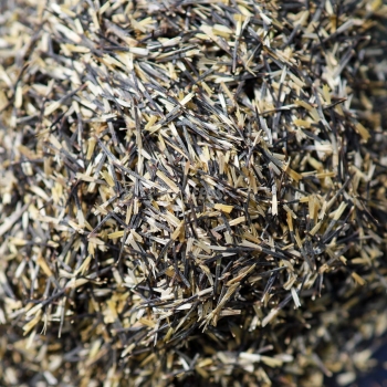 Tagette citron seeds.JPG