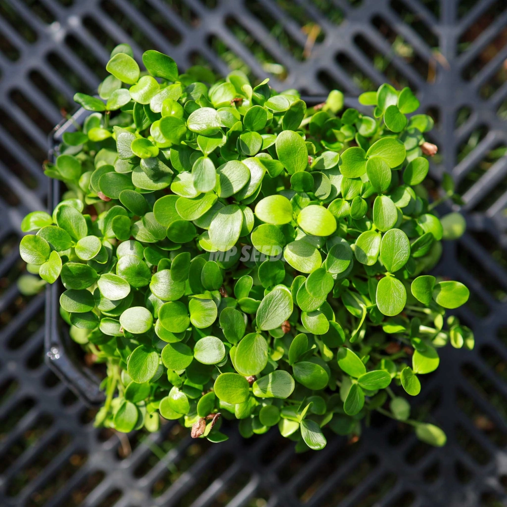 Chinese Mahogany Microgreens Seeds.jpg