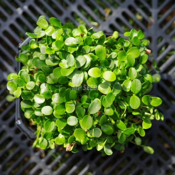 Chinese Mahogany Microgreens Seeds.jpg
