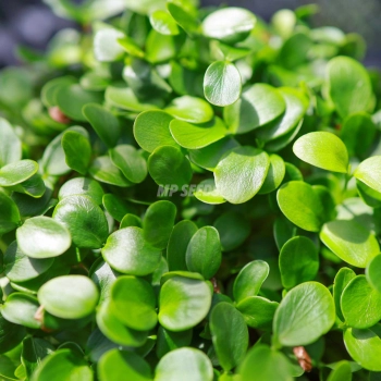 Toona Cress Microgreens seeds.jpg
