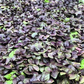 Basil Red Opal leaves zoom