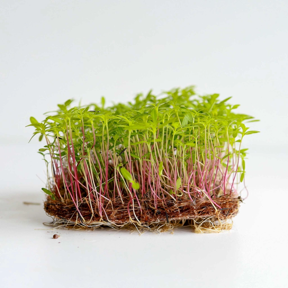 Peruvian Marigold Microgreens Seeds-07.jpg