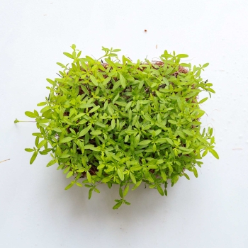 Peruvian Tagette Microgreens Seeds .jpg